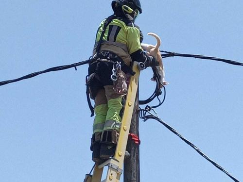 Bomberos de Tenerife intervienen en un fuego en rastrojos en la TF-1